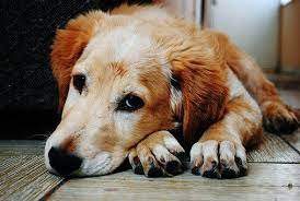 sad dog2